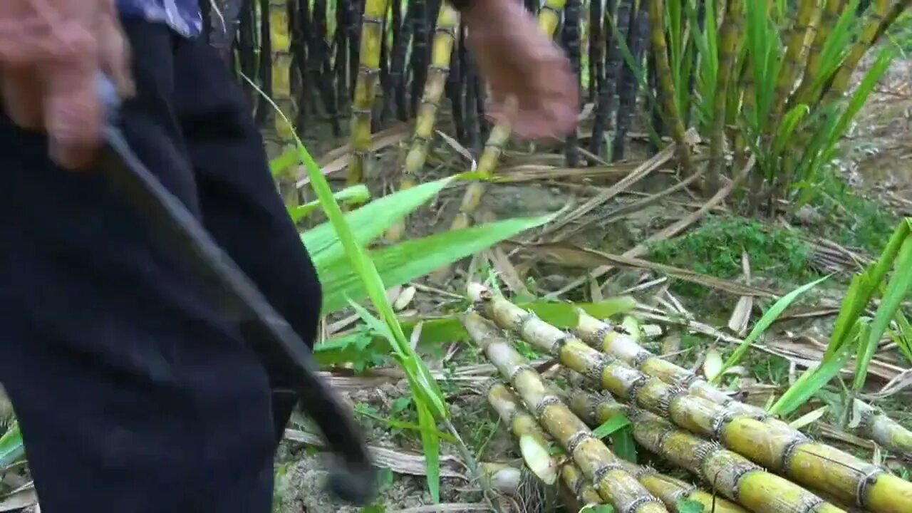 Sugarcane how to do sugar, with 3 hours to boil out 8 catties of sugar, look very simple /2