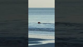 Dog Paddling in the Atlantic Ocean 🐶 #shorts