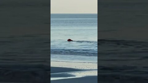 Dog Paddling in the Atlantic Ocean 🐶 #shorts