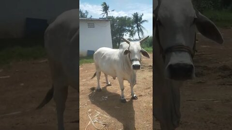 cow 🐮🐮🐮