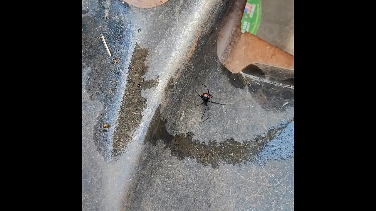 I ALMOST HAD A HEART ATTACK!!! Black Widow In The Back Of My Truck | Sooner State Junk Removal | OKC