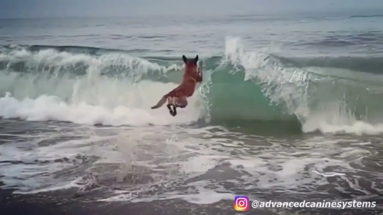 🐕 Malinois diving into the sea 🌊shorts #malinois