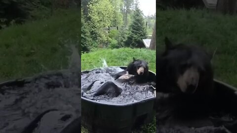 Bear hanging out in the pool 🤿