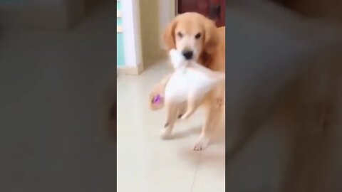 🐕 Golden Retriever thinks it's a stork #shorts