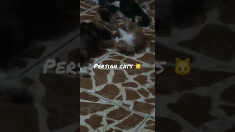 My Cute Cats Video 😻 OMG So Cute Cats | Persian Cats Zone