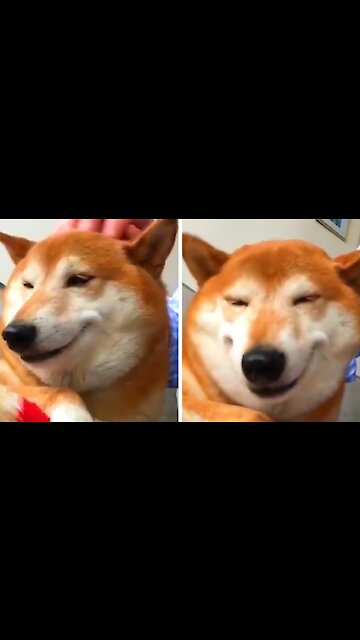 Shiba inu very cute receiving affection from its owner