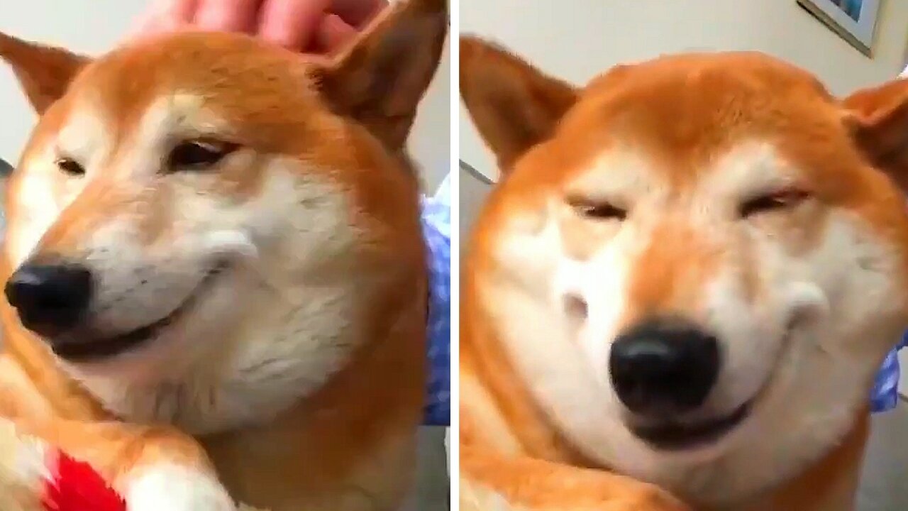 Shiba inu very cute receiving affection from its owner