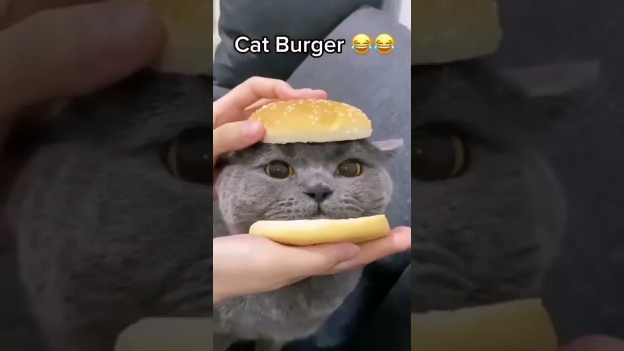 Cat burger🥰😍 #shorts #viral #shortvideo #cat #cats