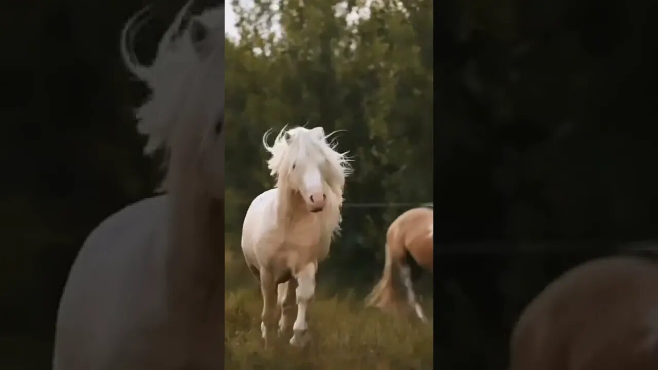 horses