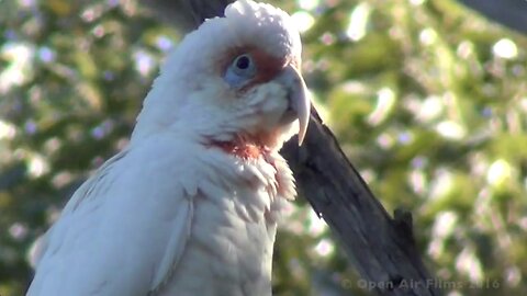 AUSTRALIA NATIVE LONG BILLED CORELLA