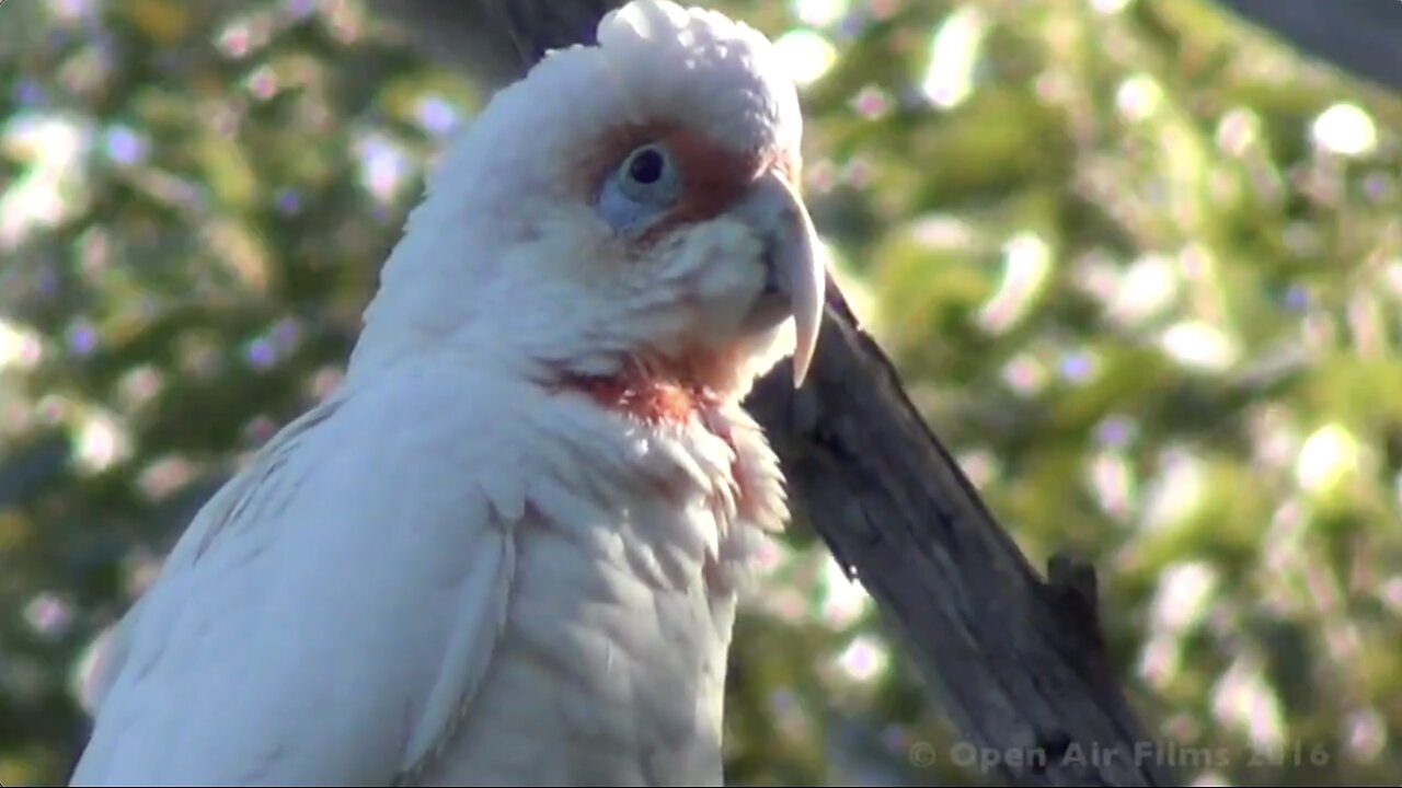 AUSTRALIA NATIVE LONG BILLED CORELLA