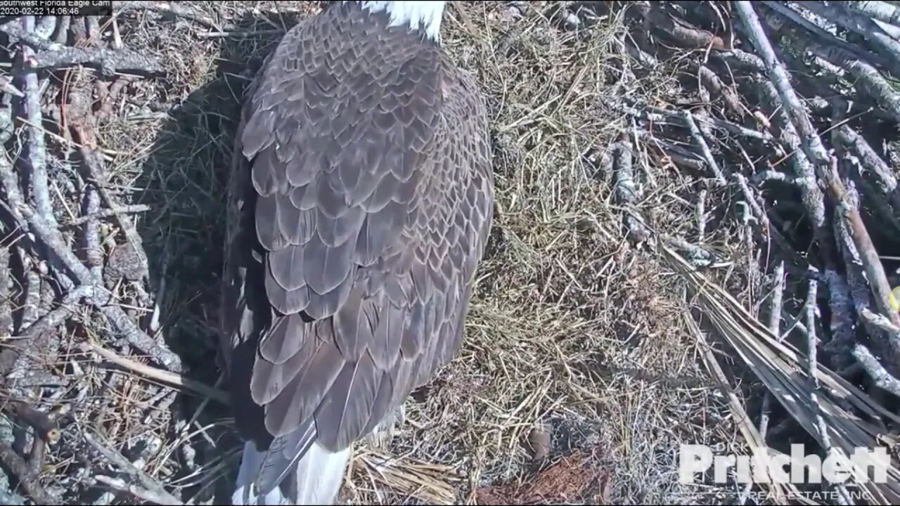 Harriet and M have an egglet! Congratulations! 2:05 pm2-22-20