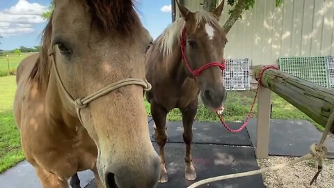 Tying Horses Together To Get Some Tie Time