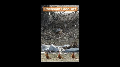 Pheasant Face-Off