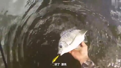 Fishing Diary 12~ Fishing in the wilderness jungle, the fish caught directly grilled to eat