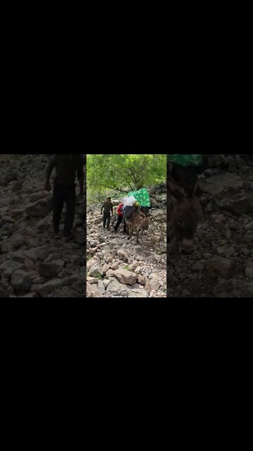 donkey carrying load #load #fazalkhan