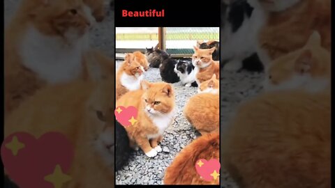 Cats village 😍