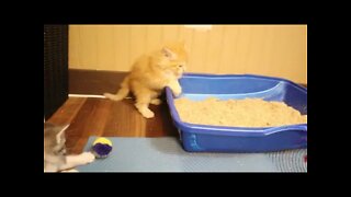 Kitten Jumps, Falls, and Bloopers