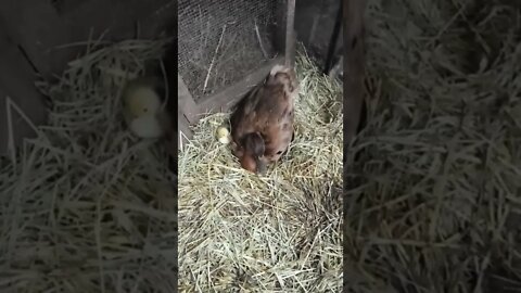 Another duckling looks like it is a couple of days old