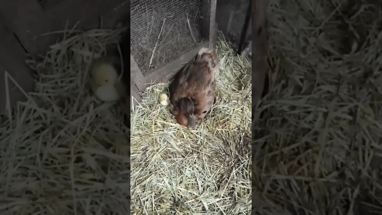 Another duckling looks like it is a couple of days old