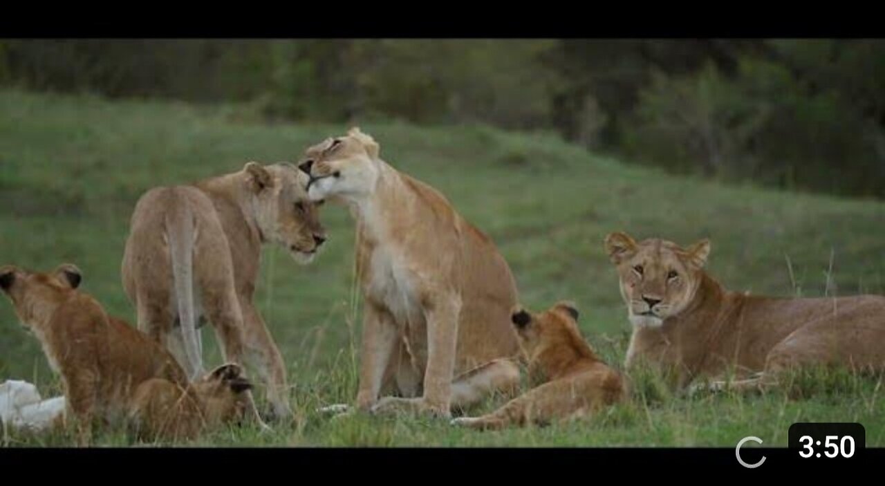 International Big Cat Alliance_ Uniting for protection and conservation of big cats worldwide