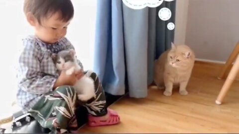 See How a Family Cat Is Jealous of New Kittens