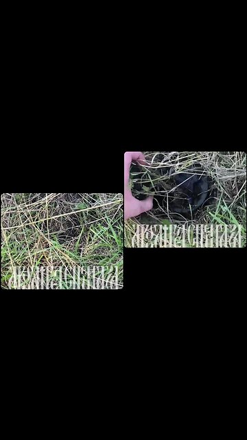 A Russian PMN-2 mine hidden in the grass, surprise for Kiev's troops around Artyomovsk (Bakhmut)