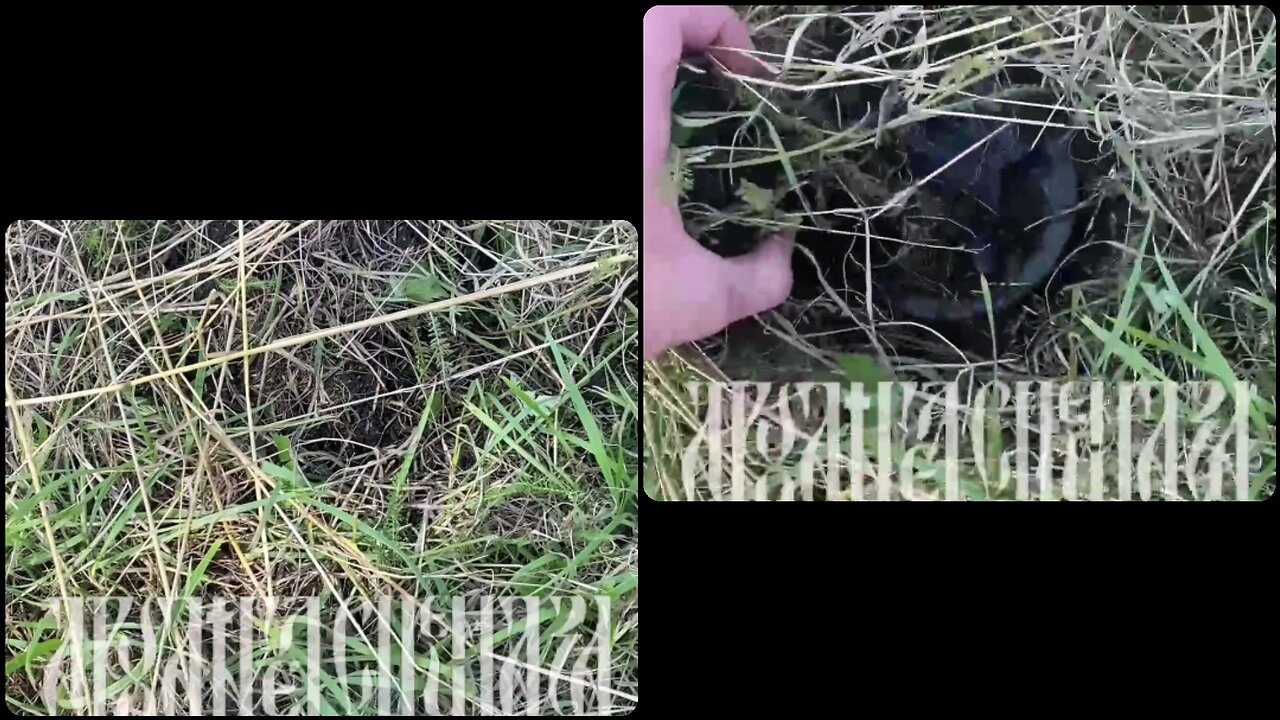 A Russian PMN-2 mine hidden in the grass, surprise for Kiev's troops around Artyomovsk (Bakhmut)