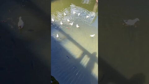 Marina Mirage in Gold Coast