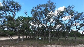 1 acre lot for sale, Belle Oaks, Bulverde Tx, May 2022