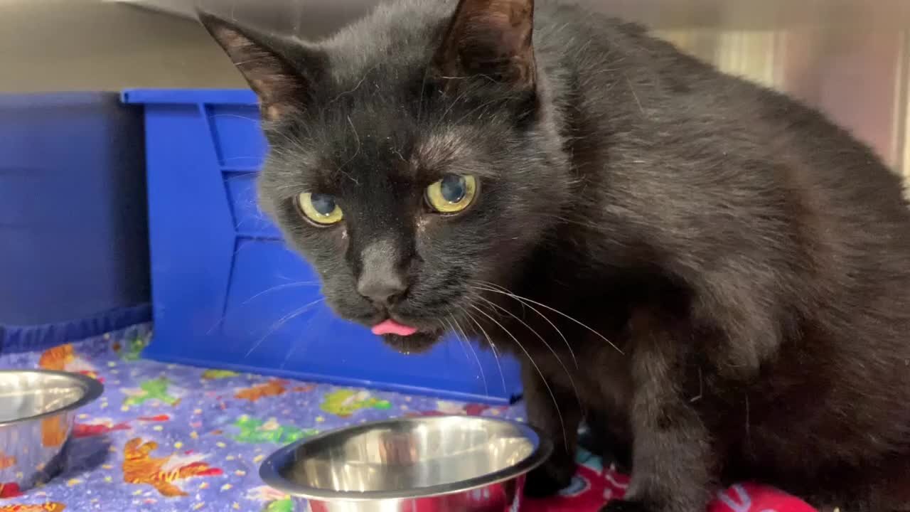 Cleveland APL Pet of the Weekend: A 15-year-old black cat named Sabbath