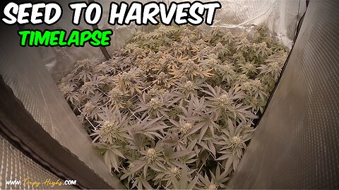 Pink Kush SEED TO HARVEST indoor CANNABIS GROW timelapse Mars Hydro FC4800 light