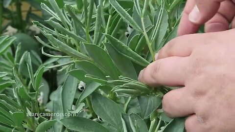 Why Plant Leaves Curl Up