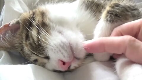 Cat Being Sleepy ASMR, 2 Hours