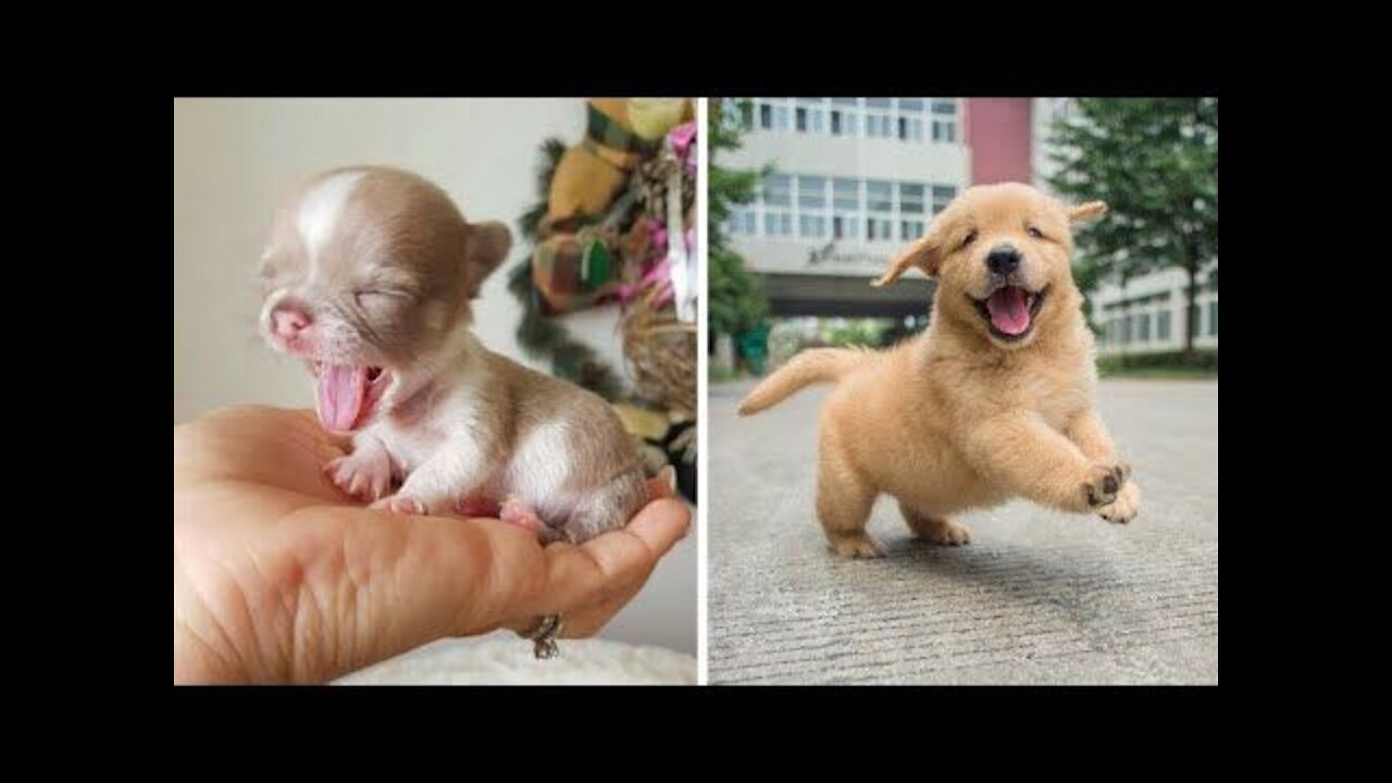 Baby Animals Funny and Cute Baby Animals Videos Compilation