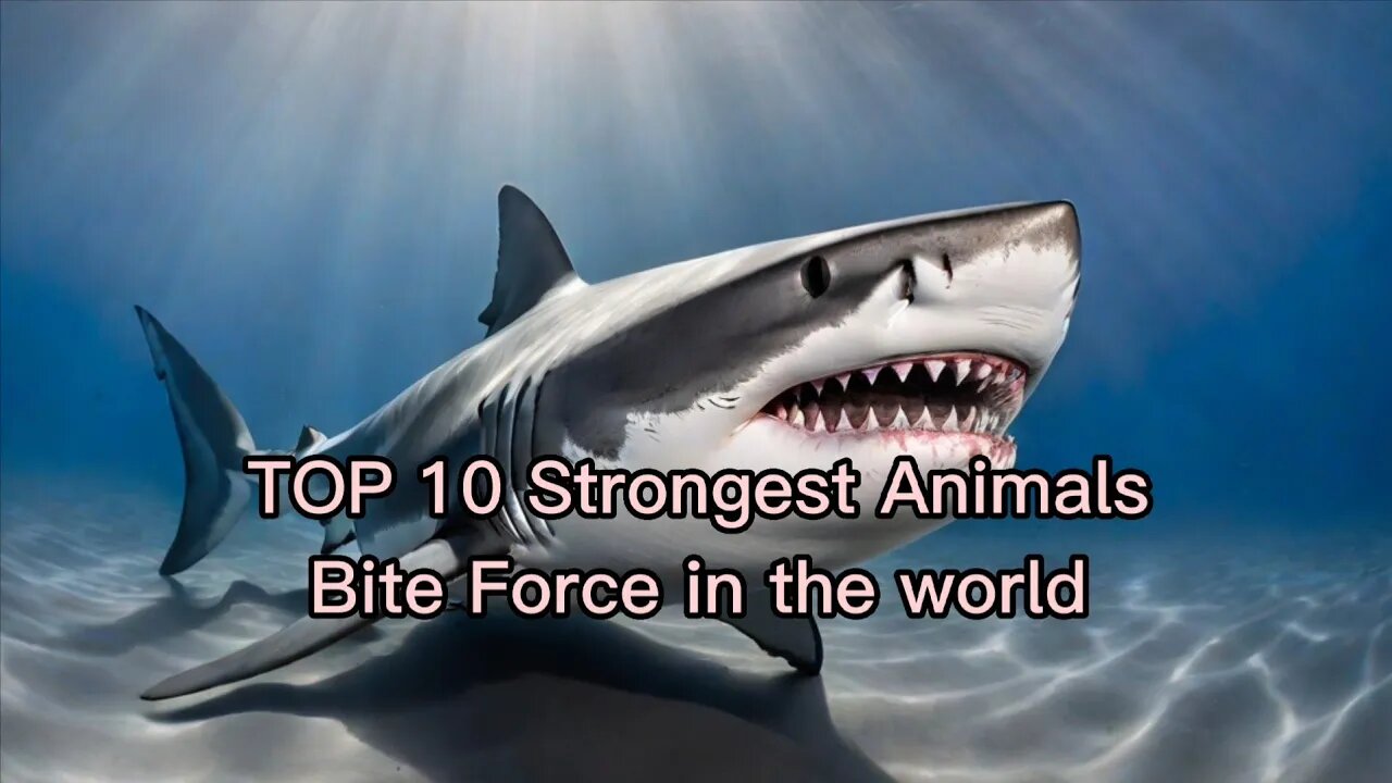 TOP 10 Strongest Animals Bite Force in the world