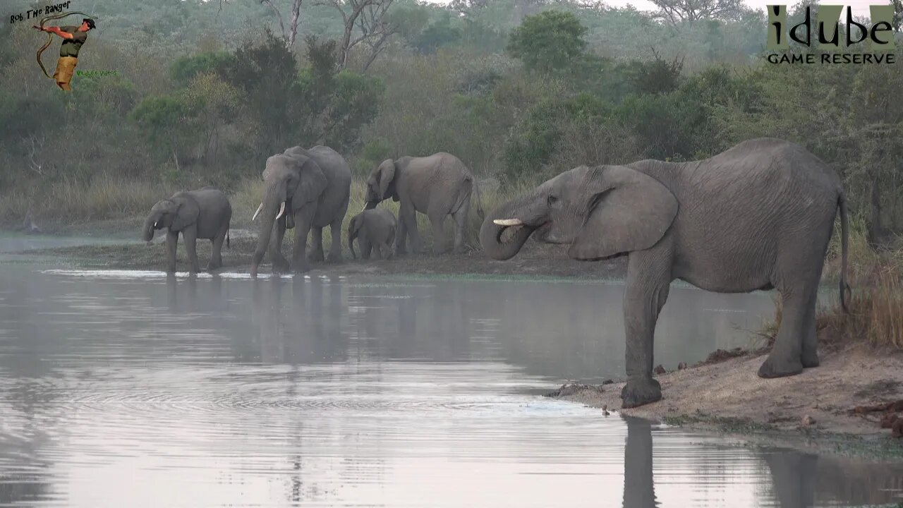 Elephants Drink In Morning Mist