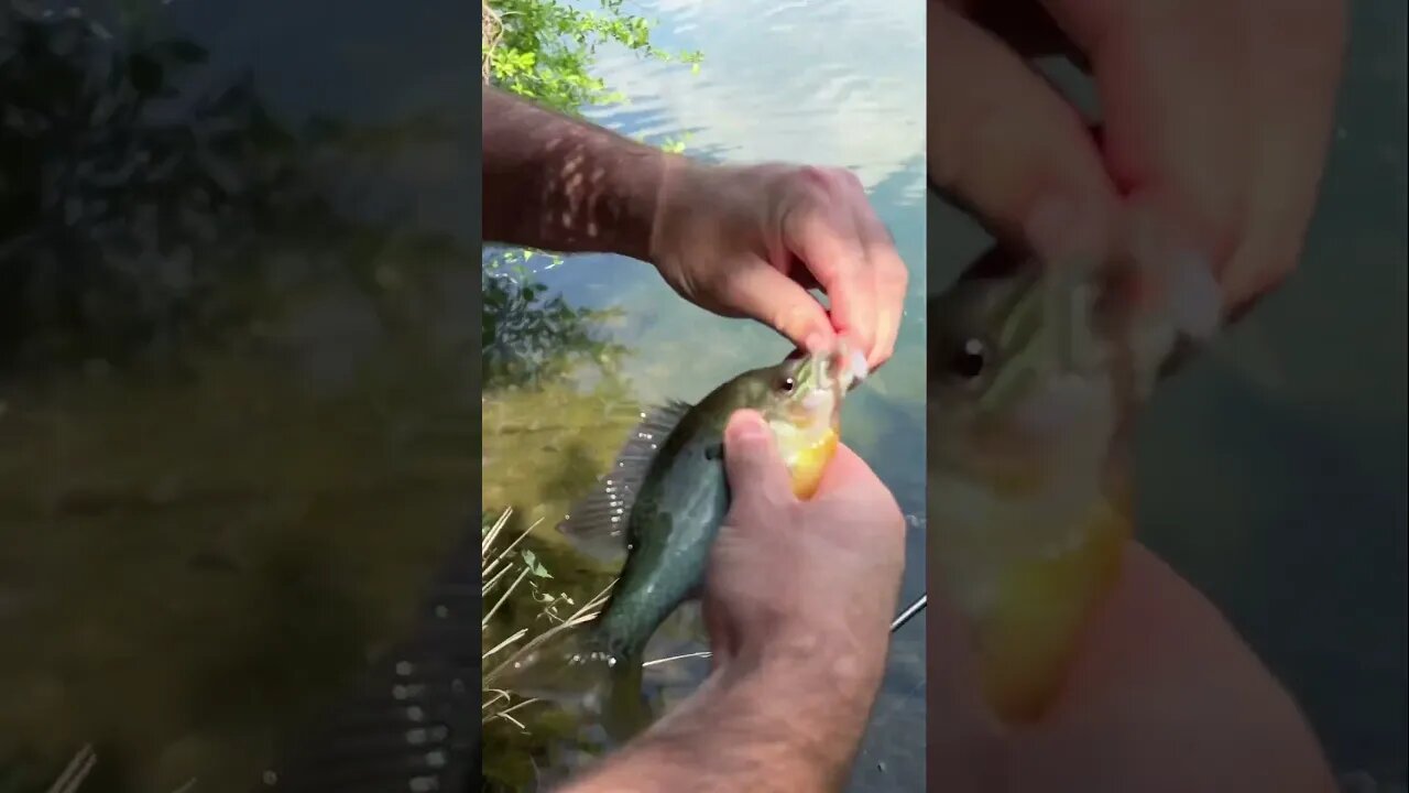 Little Slim Shad eater! #panfish #fishing #creekfishing #sunfish #fish #finessefishing #shorts