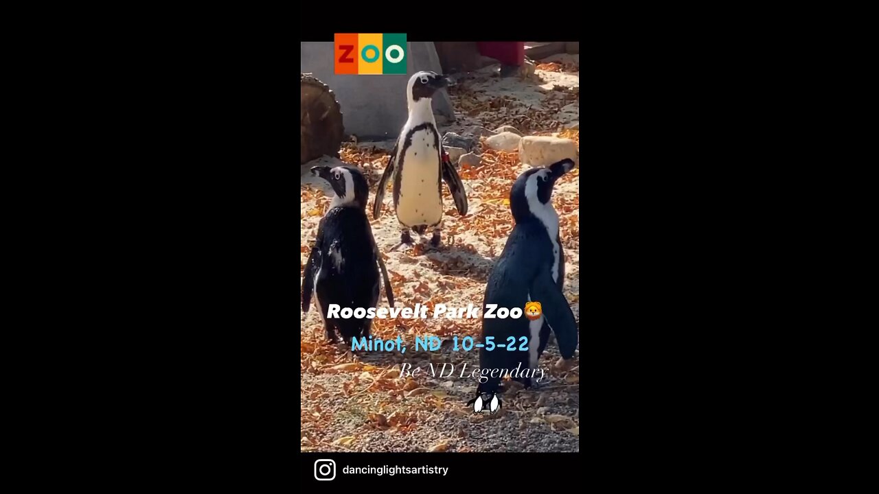 Roosevelt Park Zoo🦁