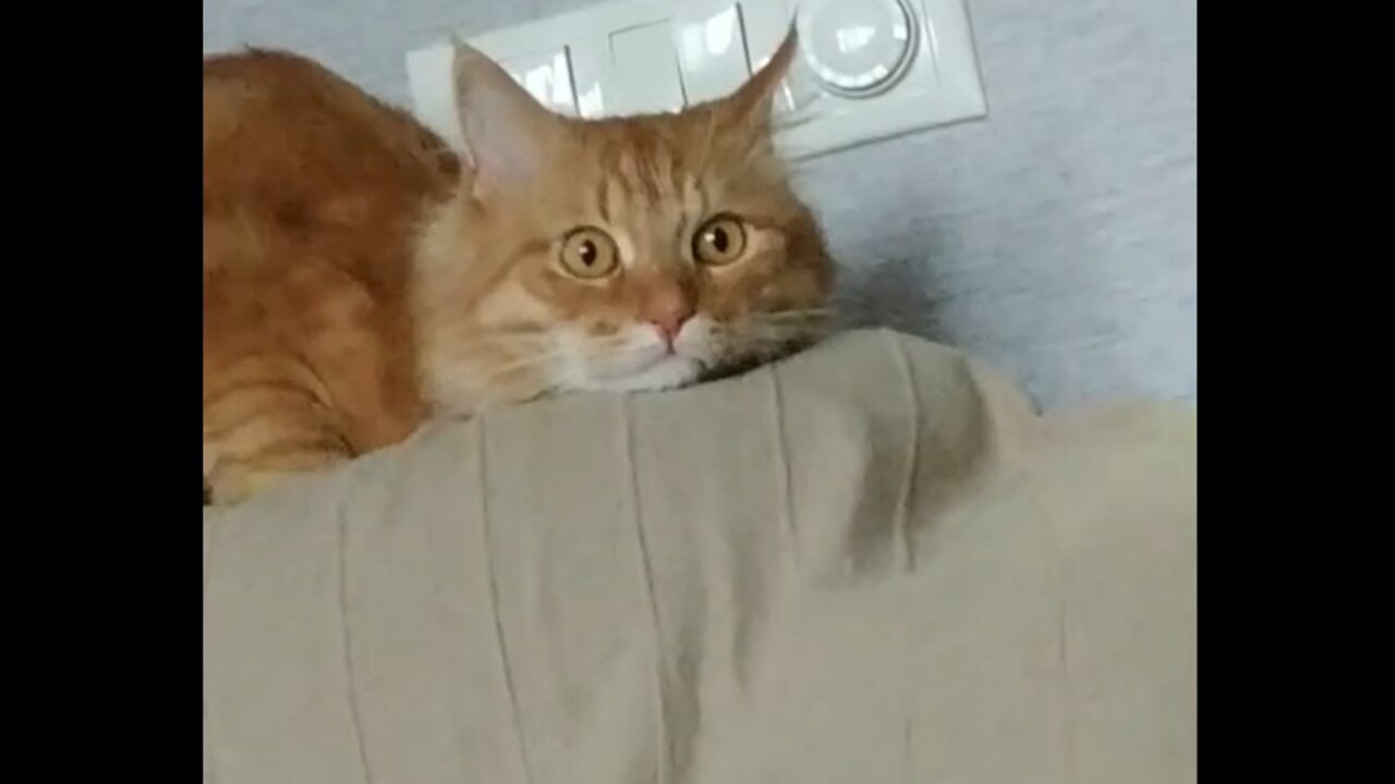 A scared orange cat