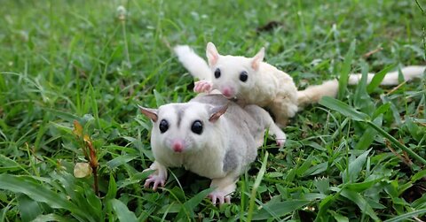 Sugar Gliders Flying - Funny and Cute