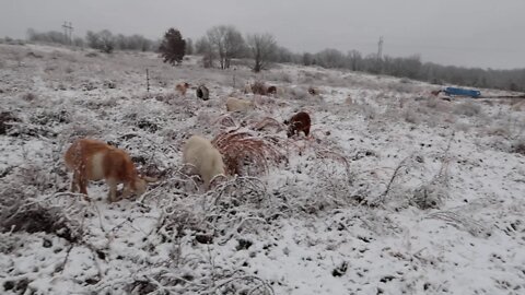 Trouble Raising Goats Vol. 2