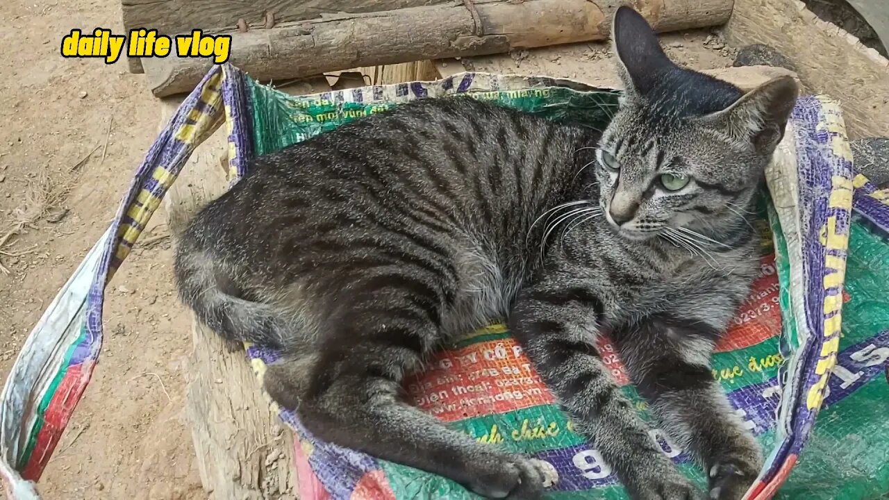 cute cat lying still | daily life vlog