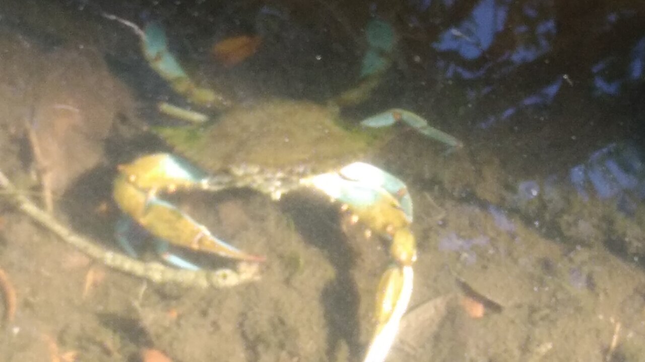 Watching Blue Crabs #NatureInYourFace