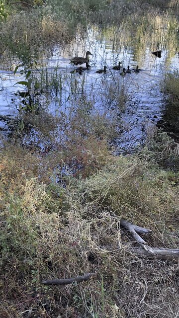 REAL NATURE. Not bs Central Park “nature”