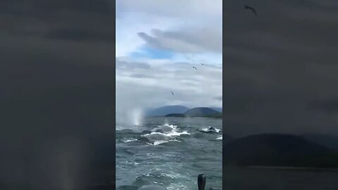 Incredible experience humpback whales dive below our boat