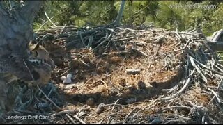 Red-Tailed Hawk Attacks and Reveals Owlet-Cam Three 🦉 2/19/22 10:25