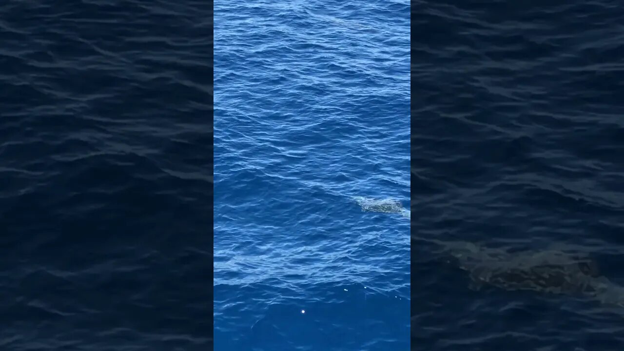 Oceanic Joy: Dolphins Playing Nature ASMR #Shorts
