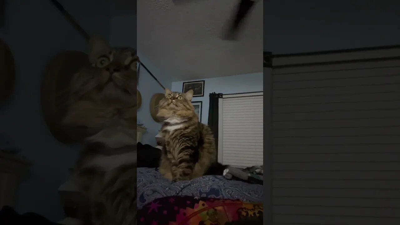 She love red dead redemption ￼