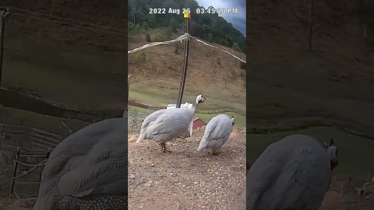 Spying on guinea fowl - Lavender guinea fowl